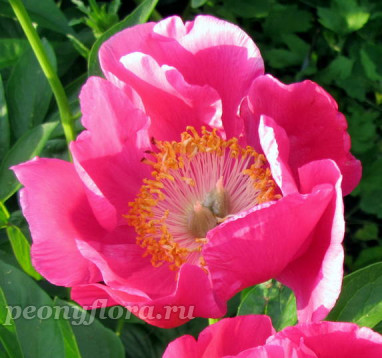 Пион Rose Gnome (Роуз Гном)