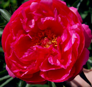 Пион Rose Reverence (Роуз Реверенс)