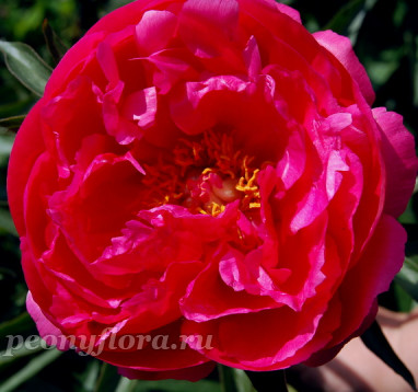 Пион Rose Reverence (Роуз Реверенс)