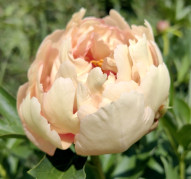 Пион Royal Blush (Роял Блаш) ITOh 