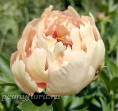 Пион Royal Blush (Роял Блаш) ITOh 