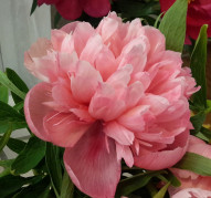 Пион Salmon Beauty (Салмон Бьюти)