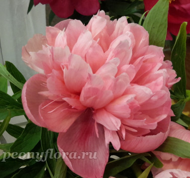 Пион Salmon Beauty (Салмон Бьюти)