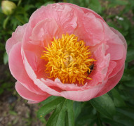 Пион Salmon Dream (Салмон Дрим)