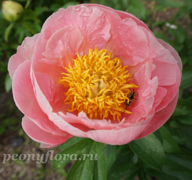 Пион Salmon Dream (Салмон Дрим)