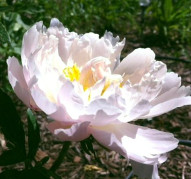 Пион Salmon Jazz (Салмон Джаз)