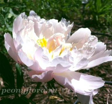 Пион Salmon Jazz (Салмон Джаз)