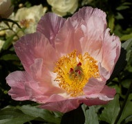 Пион Salmon Surprise (Салмон Сурпрайз)