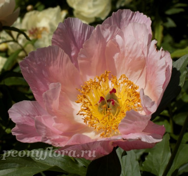 Пион Salmon Surprise (Салмон Сурпрайз)