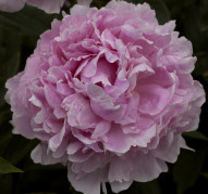 Пион Sarah Bernhardt (Сара Бернар)