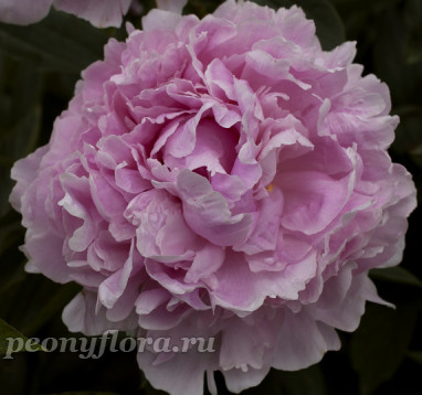 Пион Sarah Bernhardt (Сара Бернар)