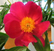 Пион Scarlet Tanager (Скарлет Тенеджейр)