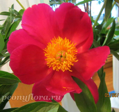 Пион Scarlet Tanager (Скарлет Тенеджейр)