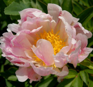 Пион Scatterbrain Pink (Скэттербрейн Пинк)