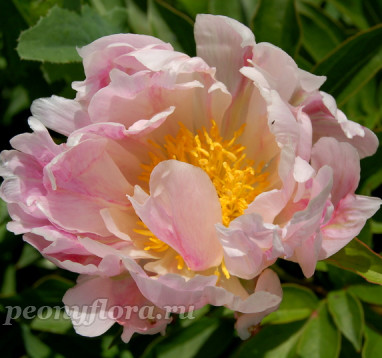 Пион Scatterbrain Pink (Скэттербрейн Пинк)