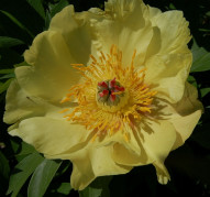 Пион Sequestered Sunshine (Сиквестеред Саншайн)