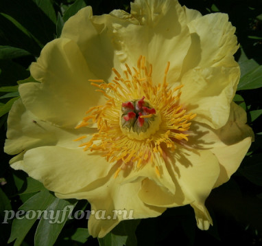 Пион Sequestered Sunshine (Сиквестеред Саншайн)