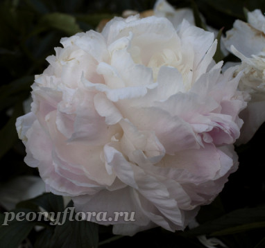 Пион Shirley Temple (Ширли Темпл)