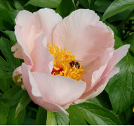 Пион Silver Dawn F3 Mix (Сильвер Дон F3 Микс)