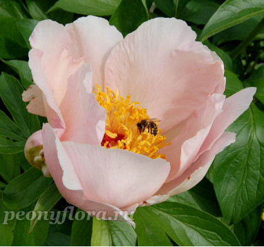 Пион Silver Dawn F3 Mix (Сильвер Дон F3 Микс)