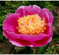 Пион Sky Pilot  (Скай Пайлот)