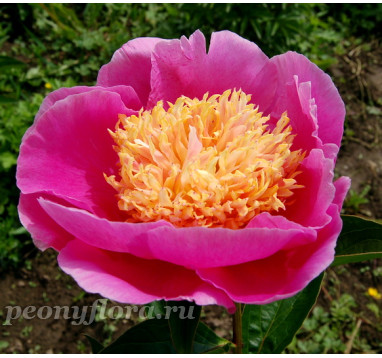 Пион Sky Pilot  (Скай Пайлот)