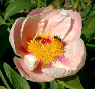 Пион Soft Apricot Kisses (Софт Априкот Киссес)