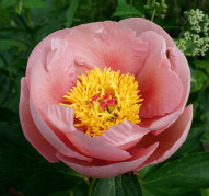 Пион Soft Salmon Saucer (Софт Салмон Сосер)