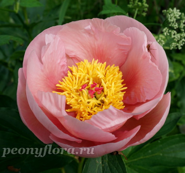 Пион Soft Salmon Saucer (Софт Салмон Сосер)