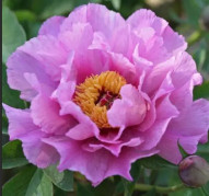 Пион Sonoma Amethyst (Сонома Аметист) ITOh 