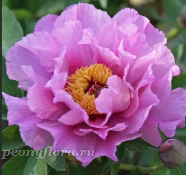 Пион Sonoma Amethyst (Сонома Аметист) ITOh 