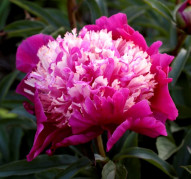 Пион Spiffi (Спиффи)