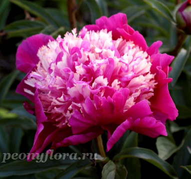 Пион Spiffi (Спиффи)