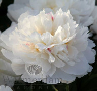 Пион Steve's Choice (Стивс Чойс)