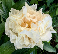 Пион Sunny Girl (Санни Герл)