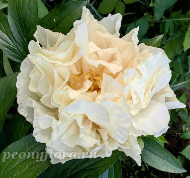 Пион Sunny Girl (Санни Герл)