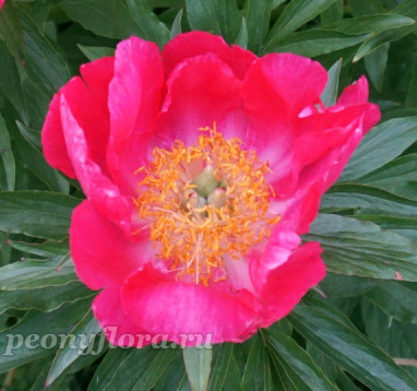 Пион Suzanna Hotz  (Сюзанна Хотц)