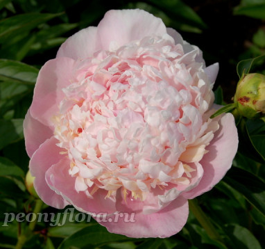 Пион Sweet 16 (Свит 16)