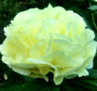 Пион Sweet Lemonade (Свит Лемонейд)