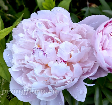 Пион Sweet Melody (Свит Мелоди)