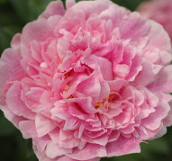 Пион The Fawn (Зе Фон)