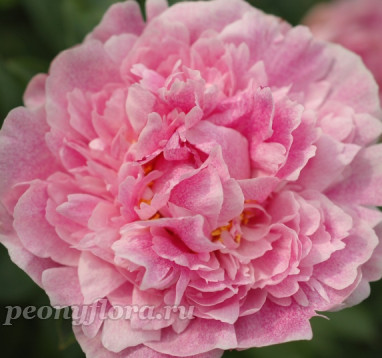 Пион The Fawn (Зе Фон)