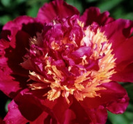 Пион Tom Cat (Том Кэт)