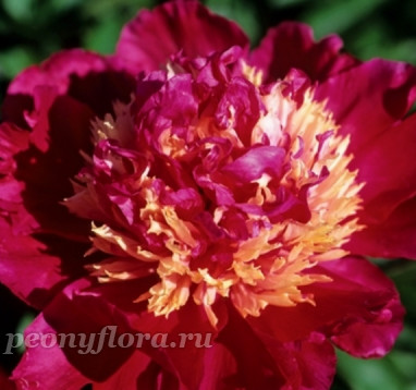 Пион Tom Cat (Том Кэт)