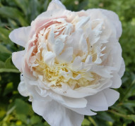 Пион Top Flight  (Топ Флайт)