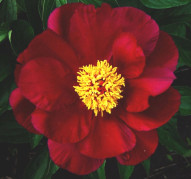 Пион Topeka Garnet (Топека Гарнет)