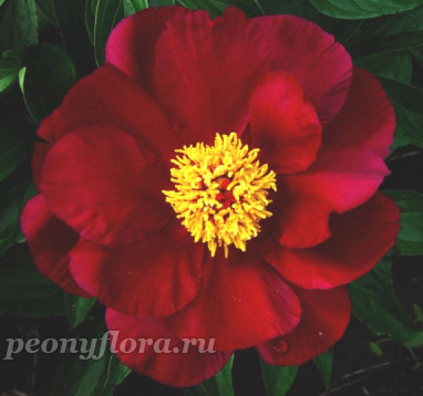 Пион Topeka Garnet (Топека Гарнет)