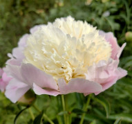 Пион Touch of Class (Тач Оф Класс)