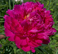 Пион Valkyrie (Валькуре, B.Seidl/Bremer)