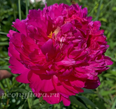 Пион Valkyrie (Валькуре, B.Seidl/Bremer)